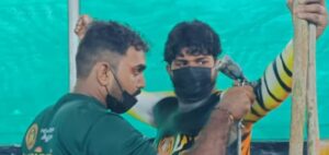 മടകളില്‍ ഒരുക്കം തകൃതി,  പൂരനഗരത്തില്‍ വൈകീട്ട് പുലിയിറക്കം